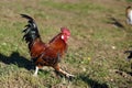 Rooster on the grass Royalty Free Stock Photo