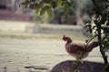 Rooster in green field. Royalty Free Stock Photo