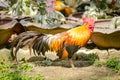 Rooster on green nature Royalty Free Stock Photo