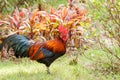 Rooster on green nature background Royalty Free Stock Photo