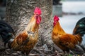 Rooster on the ground