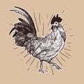 Rooster, hand draw sketch vector