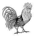 Rooster hand drawn with letters and numers Royalty Free Stock Photo