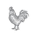 Rooster Hand Drawn Vector Illustration. Abstract Domestic Poultry Bird Sketch. Doodle Style Drawing.