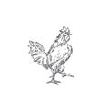 Rooster Hand Drawn Vector Illustration. Abstract Domestic Poultry Bird Sketch. Engraving Style Drawing.