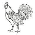 Rooster hand drawn vector illustration