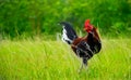 Rooster in Hawaii