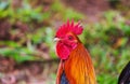 Rooster on Hawaii