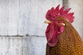 Rooster head close up with copy space Royalty Free Stock Photo