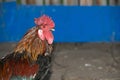 Rooster head close-up Royalty Free Stock Photo