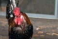 Rooster head close-up Royalty Free Stock Photo