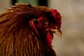 Rooster head at the farm Royalty Free Stock Photo