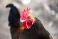 Rooster close-up farm game natural meat red poultry black brown Royalty Free Stock Photo