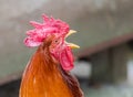 rooster head portrait singing Royalty Free Stock Photo