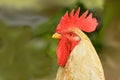 Rooster - head side closeup