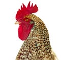 Rooster head on white background