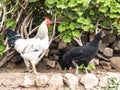 Rooster Hen Agriculture Barnyard Fowl.