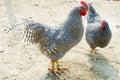 Rooster and hen with black and white feathers and red comb