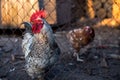 A rooster and a chicken in captivity behind a wire net. Royalty Free Stock Photo
