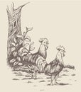 Rooster, hen and chicken at the farm Royalty Free Stock Photo