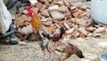 Rooster hen and chicken in hen poultry farm in india. Indian rooster Royalty Free Stock Photo