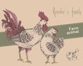 Rooster, hen, chicken