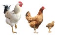 Rooster, Hen And Chicken, Isolated