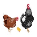 Rooster, hen and chicken. Realistic domestic vector birds