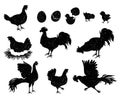 Rooster, hen and chicken silhouettes for vintage logo and labels. Poultry icons for meat and egg products. Domestic birds family Royalty Free Stock Photo