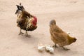 Rooster, hen and chicks