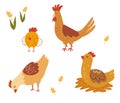 Rooster, hen and chicks. Various cute chickens flat icon set. Funny domestic birds, farm and poultry concept. Cartoon hens and Royalty Free Stock Photo