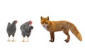 Rooster, hen and fox Royalty Free Stock Photo