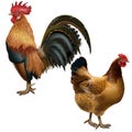 Rooster and hen red suit on an empty background Royalty Free Stock Photo