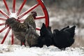 Rooster and hen standing by an old wooden wagon wheel in snow in wintery landscape.