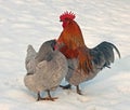 Rooster and hen standing in snow in wintery landscape. Royalty Free Stock Photo