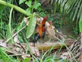 A rooster and a hen are standing on a toppled banana tree in a flooded area