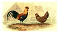 Rooster, Hen, Vintage Engraving