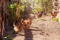 Rooster and hen walking along the fence, looking for food Royalty Free Stock Photo