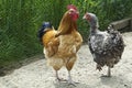 Rooster and hen, rooster with orange, brown, creme-white and black-blue feather, black and white and black speckled hen.