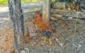 Rooster and hens chickens behind fence in Puerto Escondido Mexico