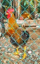 Rooster and hens chickens behind fence in Puerto Escondido Mexico