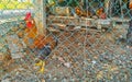 Rooster and hens chickens behind fence in Puerto Escondido Mexico