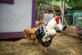 Rooster, hens and chickens in a farm enclosure