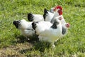 Freerange rooster and hens, beautiful white and black feathered cock and hens in green grass Royalty Free Stock Photo