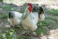 Rooster and hens, freeranging white and black cockerel and hens in farmyard