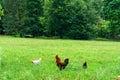 A rooster and hens on a meadow