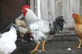 Rooster and hens, poultry Royalty Free Stock Photo