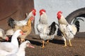 Rooster and hens, poultry Royalty Free Stock Photo