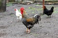 Rooster and hens in the poultry yard Royalty Free Stock Photo