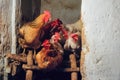 Rooster and hens roosting in an agricultural chicken coop